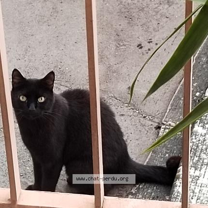 Photo 1/1 Chat retrouvé Trouvé à Aix Les Bains