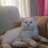 Photo de chat perdu à Jhelum Citi Housing Jhelum