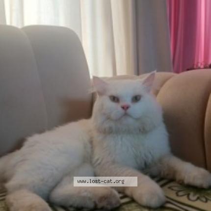 Photo 1/1 Tom Chat perdu à Jhelum citi housing jhelum