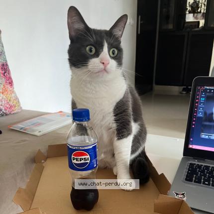 Photo de chat perdu à Aulnoy Les Valenciennes