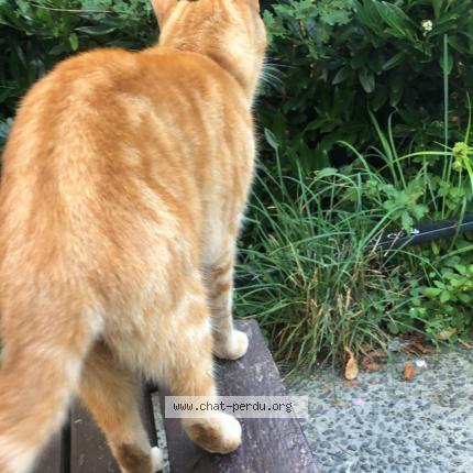 Photo 1/1 Chat retrouvé Trouvé à Boulogne Billancourt