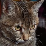 Photo de chat perdu à Cusco