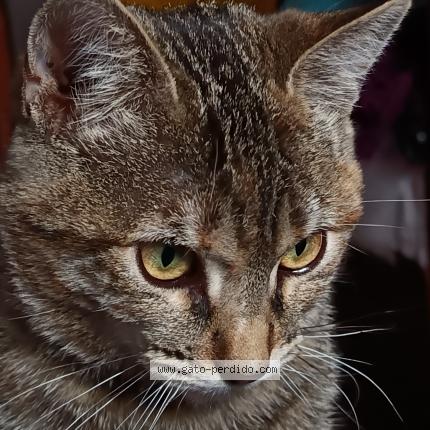Photo 1/1 Panqué Chat perdu à Cusco