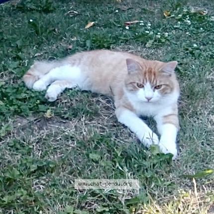 Photo 1/1 Chat retrouvé Perdu à Vayrac