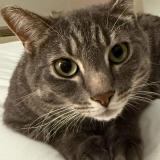 Photo de chat perdu à Fall River