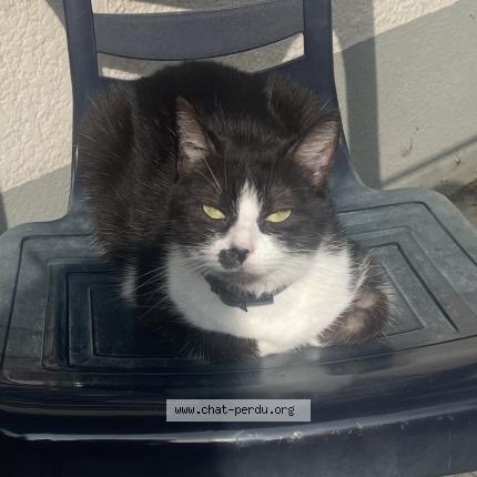 Photo 1/2 Mimisse Chat perdu à Cugnaux