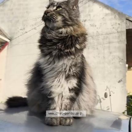 Photo de chat perdu à Clichy Sous Bois