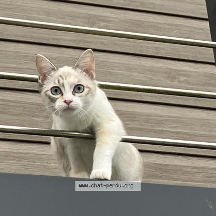 Photo 1/1 Pixie Chat perdu à Saint jean la poterie