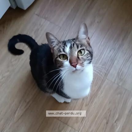 Photo de chat perdu à Poitiers