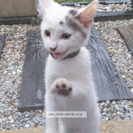 Photo de chat trouvé à Vernoil Le Fourrier