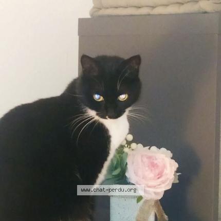 Photo 1/1 Naya Chat perdu à Saint ave