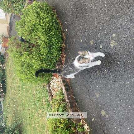 Photo 1/1 Chat retrouvé Trouvé à La Meziere