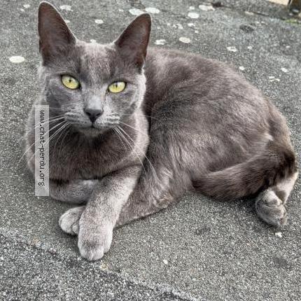 Photo 1/1 Bichette Chat perdu à Mercey le grand