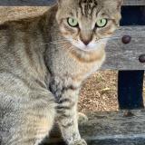 Photo de chat trouvé à Marseille