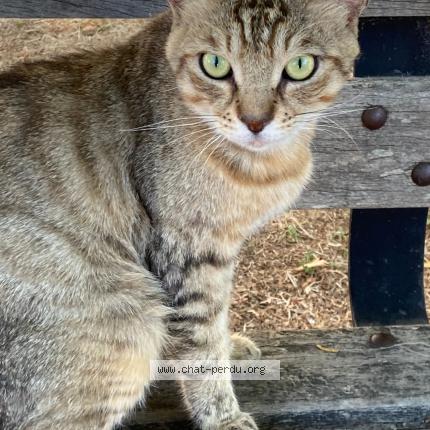 Photo 1/1 Chat trouvé Trouvé à Marseille