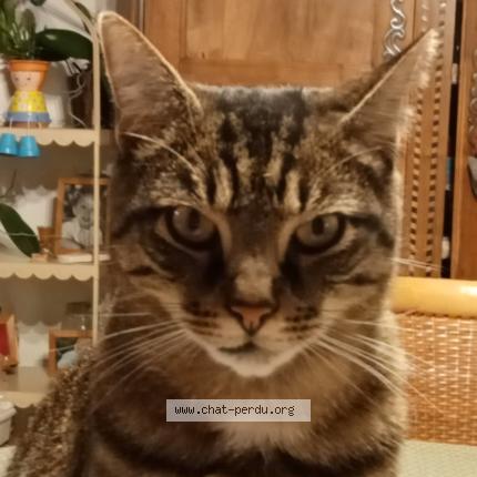 Photo 1/1 Zack Chat perdu à Chatelaillon plage