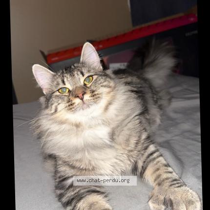 Photo de chat perdu à Libourne