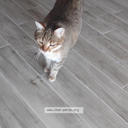 Photo de chat perdu à Hyeres