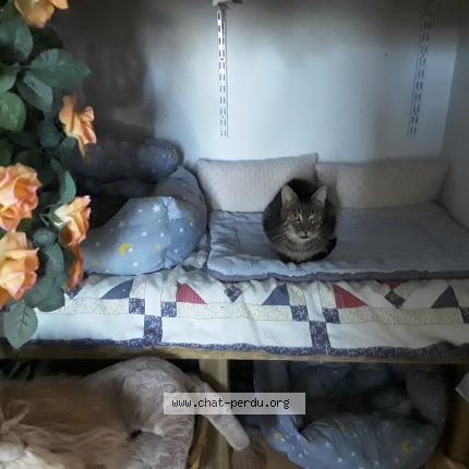 Photo 1/1 Arrow Chat perdu à Larnas