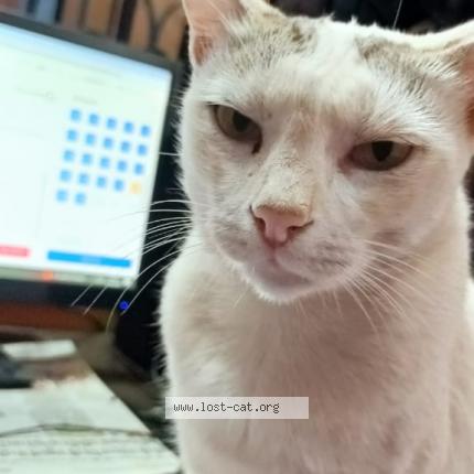 Photo 1/1 Chulbuli Chat perdu à Ranchi