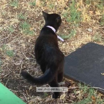 Photo 1/1 Chat retrouvé Perdu à Avignon