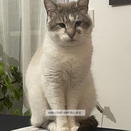 Photo 1/1 Coco Chat perdu à Conflans sainte honorine