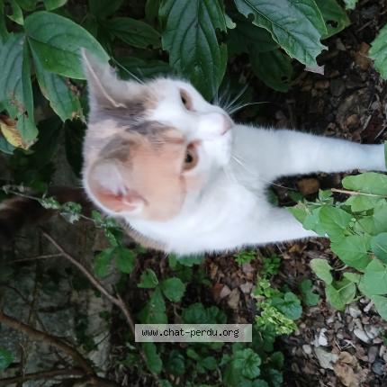 Photo de chat perdu à Merceuil