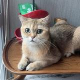 Photo de chat perdu à Singapore