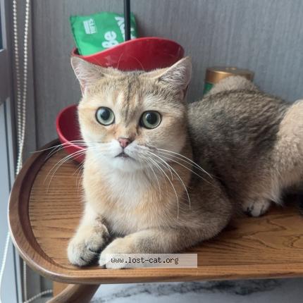 Photo 1/1 Mi mi Chat perdu à Singapore