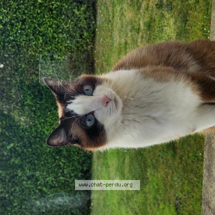 Photo de chat perdu à Plogonnec