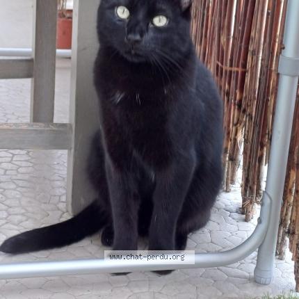 Photo de chat perdu à Vivonne