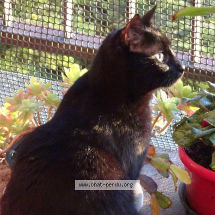Photo de chat perdu à Aillon Le Jeune 73