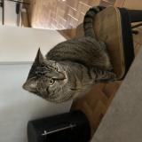 Photo de chat perdu à La Tremblade