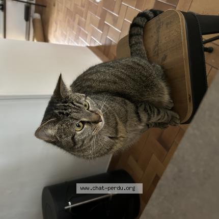 Photo 1/1 Chat retrouvé Perdu à La tremblade