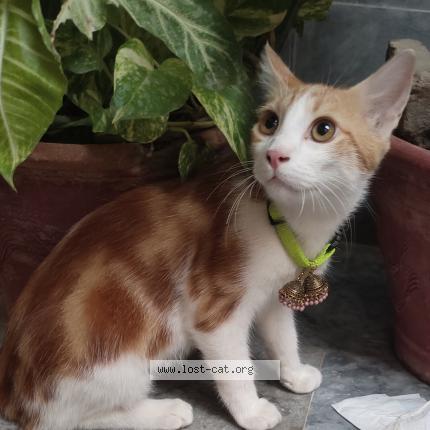 Photo 1/1 Milo Chat perdu à Mir pur khas