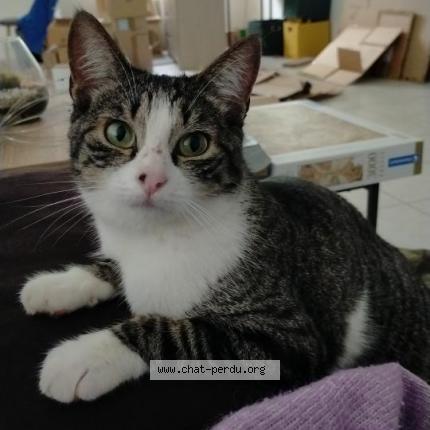 Photo 1/1 Splash Chat perdu à Nozay