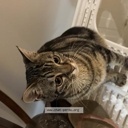 Photo de chat perdu à Garches