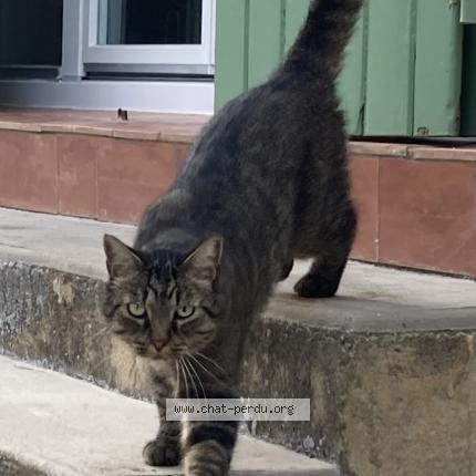 Photo de chat trouvé à Le Thor