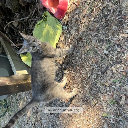 Photo de chat trouvé à Gonfaron