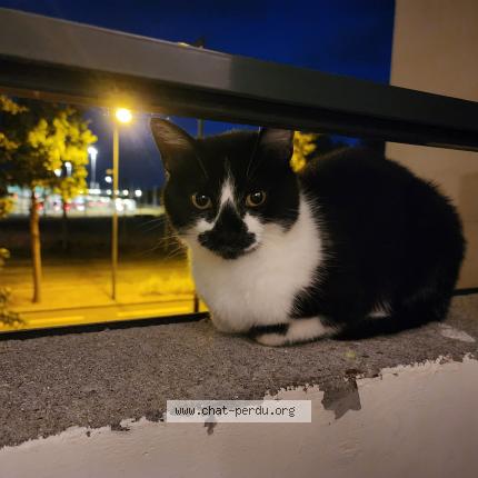 Photo de chat trouvé à Angers