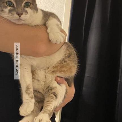 Photo de chat perdu à Le Thoronet