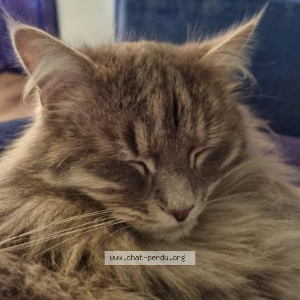 Photo de chat perdu à Combreux