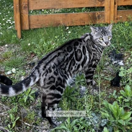 Photo de chat perdu à Epinay Sur Orge