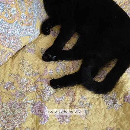 Photo 1/1 Chat retrouvé Perdu à Lausanne