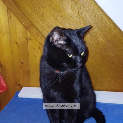 Photo 1/1 Chat retrouvé Perdu à Margencel