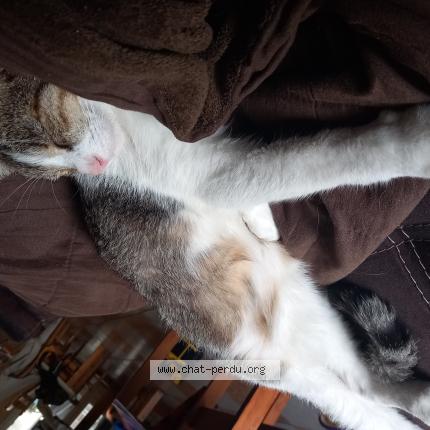 Photo de chat perdu à Villenave Dornon