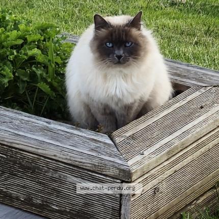 Photo 1/1 Chat retrouvé Perdu à Aurillac