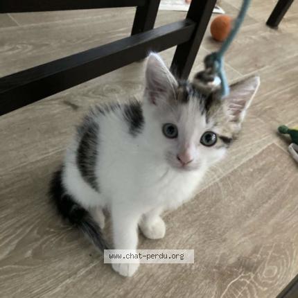 Photo 1/1 Edison Chat perdu à Begles