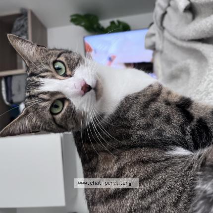 Photo de chat perdu à Saint Mande