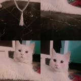 Photo de chat perdu à Gorakhpur